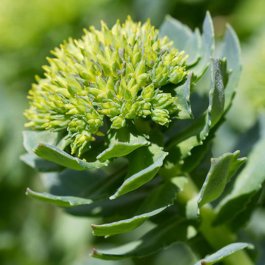 Rhodiola Root